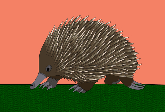 Australian Animal Card - Echidna