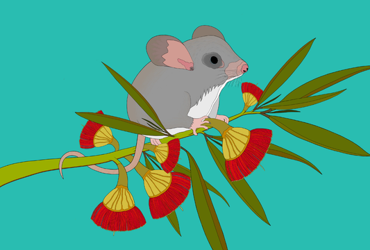 Australian Animal Card - Little Pygmy Possum