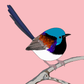 Australian Animal Card - Variegated Fairy Wren