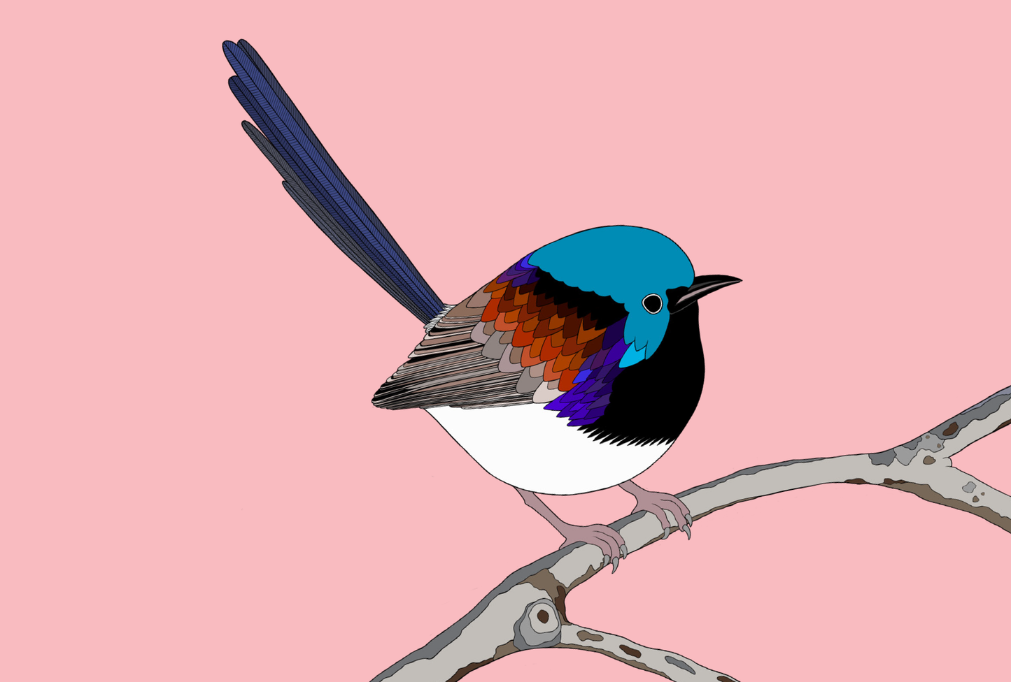 Australian Animal Card - Variegated Fairy Wren