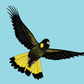 Australian Animal Card - Yellow-tailed Black Cockatoo