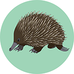 Echidna Bottle Opener Magnet