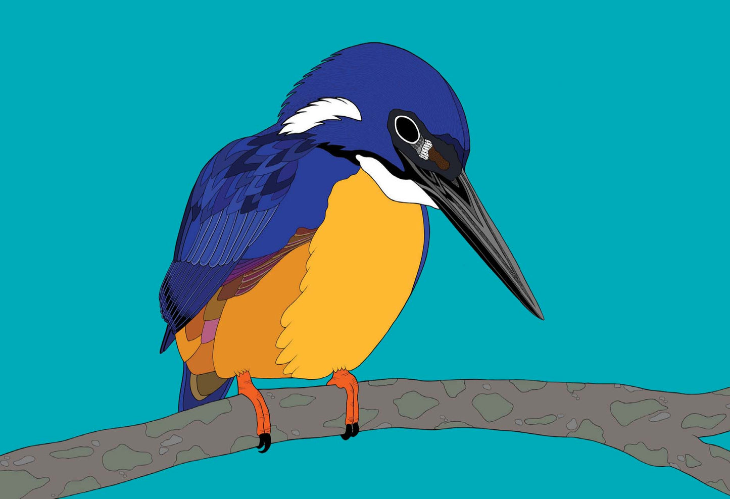 Australian Animal Card - Azure Kingfisher