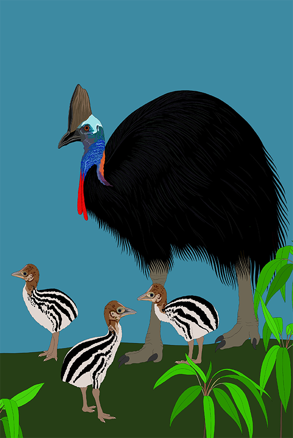 Southern Cassowary Card