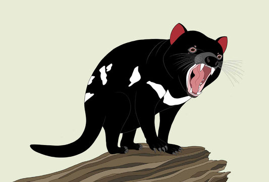 Australian Animal Card - Tasmanian Devil