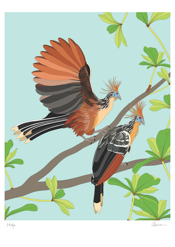 Hoatzin Print