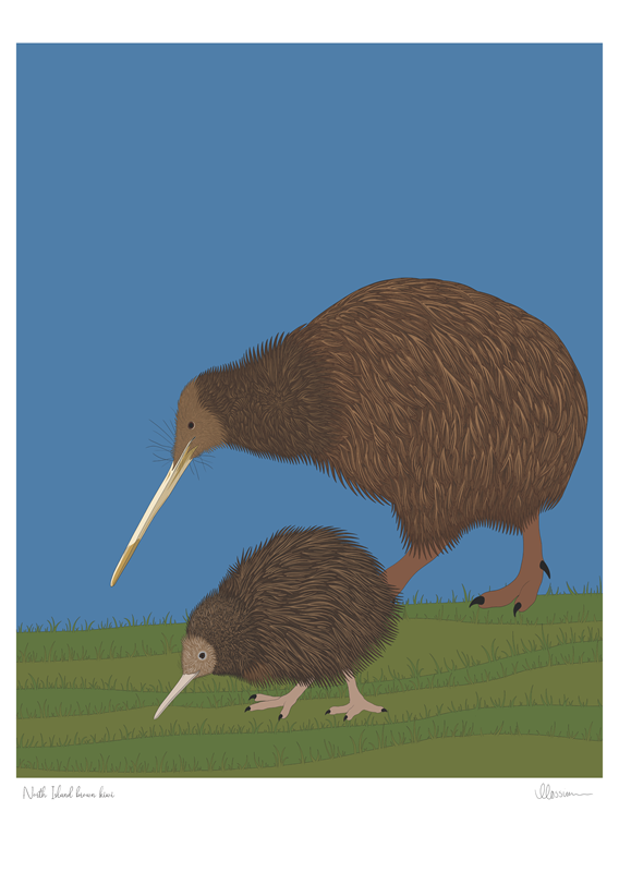 North Island Brown Kiwi Print