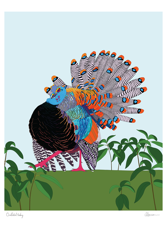 Ocellated Turkey Print