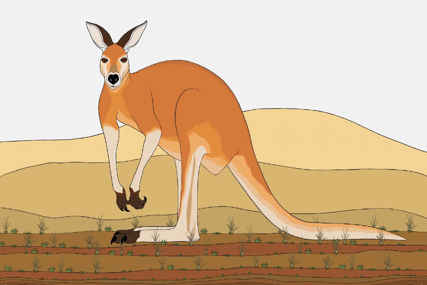 Australian Animal Card - Red Kangaroo