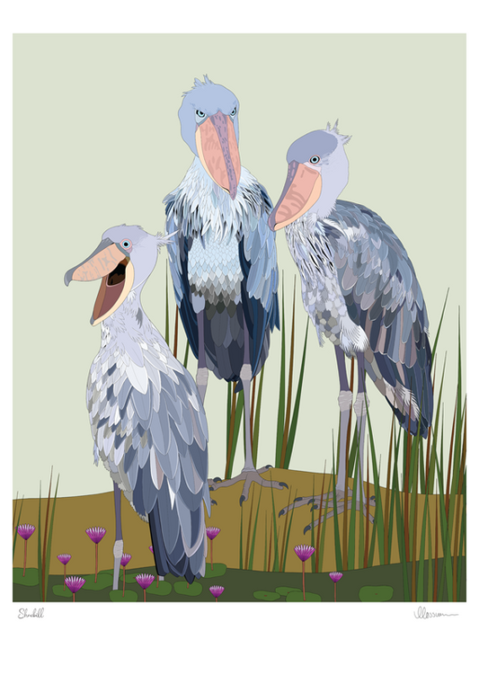 Shoebill Print