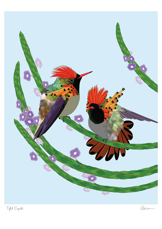 Tufted Coquette Print