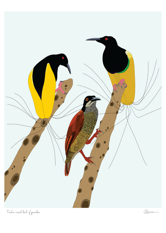 Twelve-wired Bird-of-paradise Print