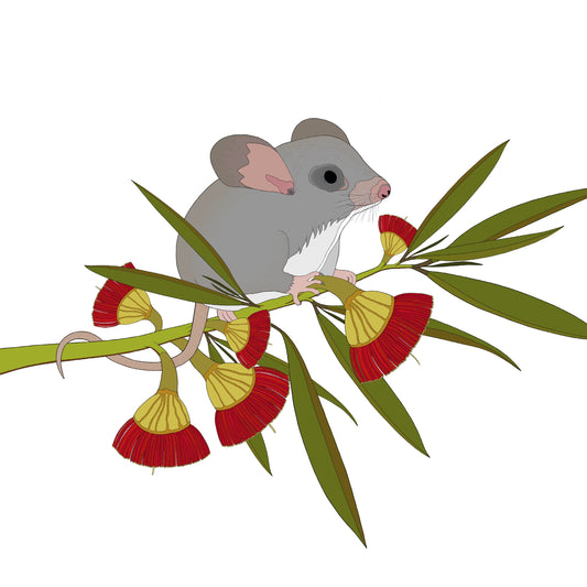 A-Z Australian Animals Little Pygmy Possum Art Print