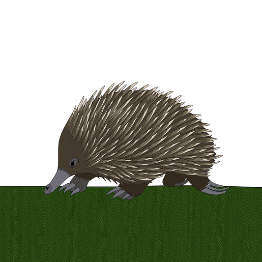 A-Z Australian Animals Echidna Art Print