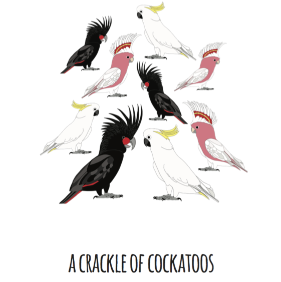 A Crackle of Cockatoos Art Print