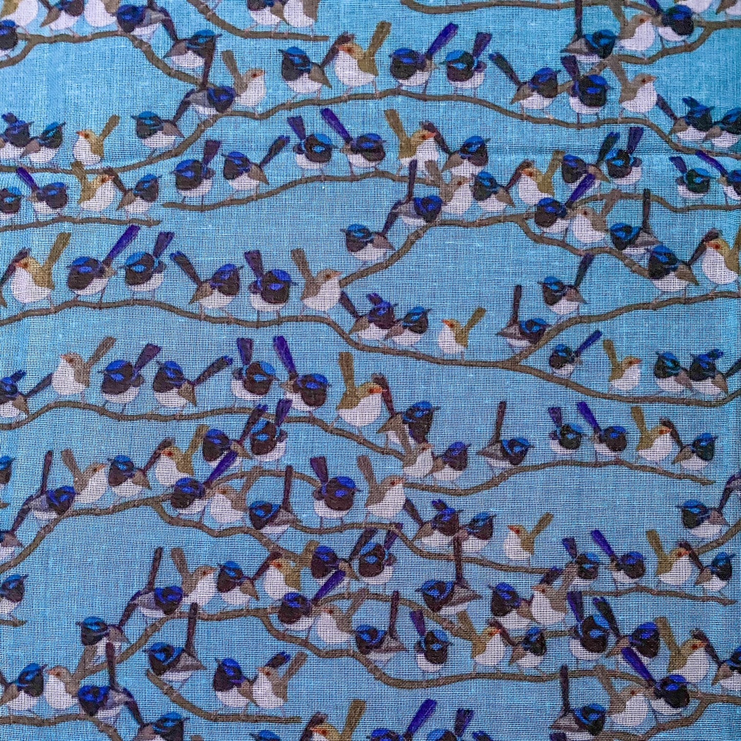 Superb Fairy Wren Scarf